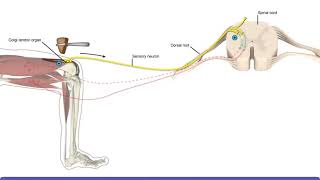 Detailed Animation on Tendon Reflex [upl. by Abdulla]