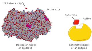 The Enzyme Catalase and How It Works [upl. by Tildy]