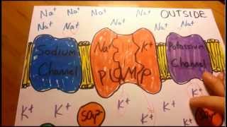 RestingAction Potential in Plain English [upl. by Nonaihr600]