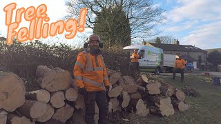 Felling Conifer Trees UK Tree Surgery [upl. by Haroldson]