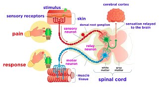 The Peripheral Nervous System Nerves and Sensory Organs [upl. by Chee]