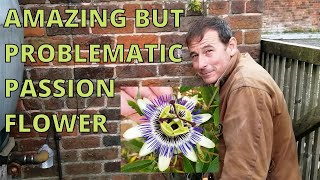 Passion Flower gardening passiflora [upl. by Bucella]