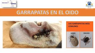 ¿COMO SACAR LA GARRAPATA DEL OÍDO A MI PERRITO [upl. by Eed]