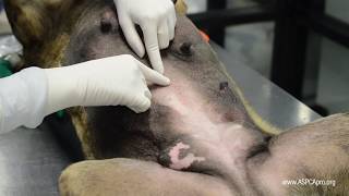 SpayNeuter Surgery Incision Placement [upl. by Greer]