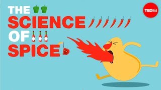 The science of spiciness  Rose Eveleth [upl. by Eniksre467]