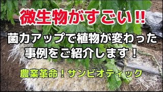 【サンビオティック】「菌力アップ」の解説 part1 微生物で植物はどう変わる？土壌微生物で生育が変わった事例を紹介しながら、微生物の働きについて解説します。 [upl. by Eedrahs]