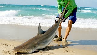 Catching Sharks from the Beach amp How it Started [upl. by Annaitsirk336]