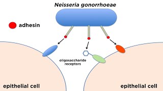 Bacterial Pathogenesis How Bacteria Cause Damage [upl. by Enitnelav]