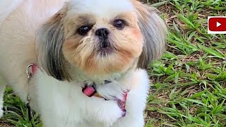 Latido de cachorro Shih Tzu [upl. by Paff]