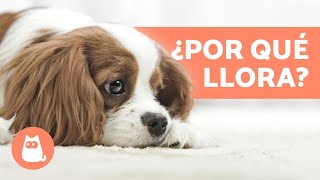 ¿Por qué lloran los perros  6 CAUSAS principales [upl. by Richart]