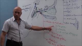 Trigeminal System  Neuroanatomy [upl. by Sirkin]