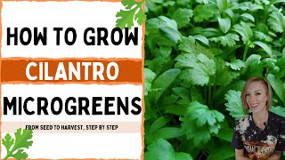 How to Grow Cilantro Microgreens  Full Walkthrough  On The Grow [upl. by Sakiv]