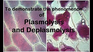 Plasmolysis Experiment [upl. by Eba]