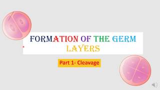 embryology part 1 formation of germ layer [upl. by Eidua]