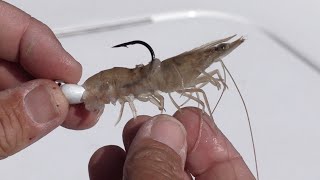 How To Hook Shrimp The CORRECT Way [upl. by Udelle368]