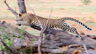 Leopard chasing cheetah [upl. by Laurianne]