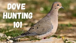 Dove Hunting 101 For Beginners [upl. by Vanya447]