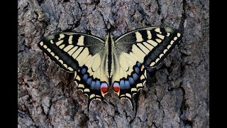 METAMORPHOSIS Swallowtail butterfly lifecycle [upl. by Boycie943]