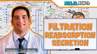 Renal  Filtration Reabsorption and Secretion Overview [upl. by Starbuck]