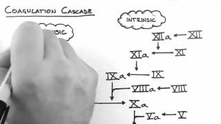 Haemostasis 2  Coagulation Cascade [upl. by Yelsew]