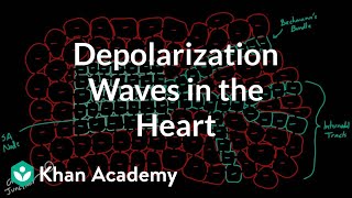 Depolarization waves flowing through the heart  NCLEXRN  Khan Academy [upl. by Annerb82]