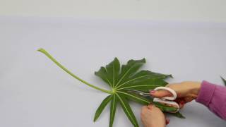 Ikebana Tips by Junko 14 modifying leaves [upl. by Gnok491]