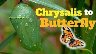 Stage 3  Monarch Chrysalis to Butterfly [upl. by Cyma]