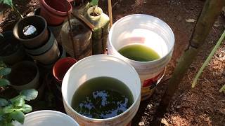 How to grow Green Water Algae [upl. by Yvon149]