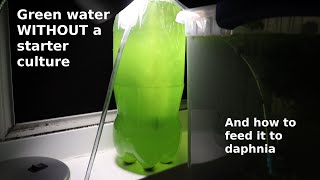 Green Water WITHOUT a Starter Culture  From Scratch  How To [upl. by Ydolem]