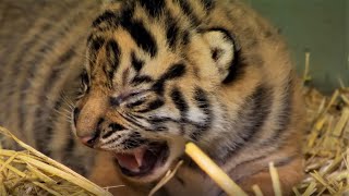 Adorable Tiger Cub Moments Part 1  BBC Earth [upl. by Ahsotal]