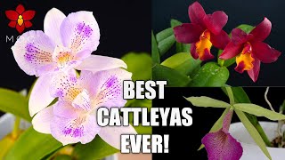 Best amp Most Rewarding Cattleya Orchid Plants I Recommend to Beginners [upl. by Kaiser609]