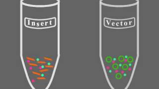 Key Steps of Molecular Cloning [upl. by Fabiolas280]