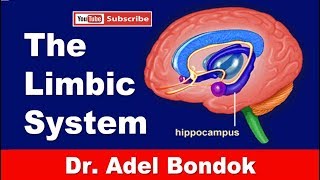 The Limbic System Dr Adel Bondok Making Anatomy Easy [upl. by Biddie]