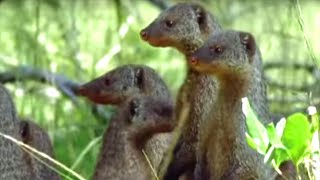 Banded Mongooses Raising Their Young  Bands on the Run  BBC Earth [upl. by Lybis406]