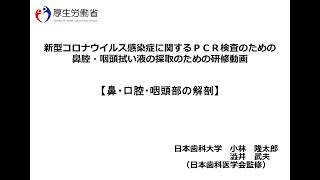 新型コロナウイルス感染症に関するＰＣＲ検査のための鼻腔・咽頭拭い液の採取のための研修動画 ⑤ 鼻・口腔・咽頭部の解剖 [upl. by Tilney]