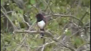 RufousSided Towhee calling [upl. by Oeak]