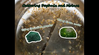 How To Culture Daphnia and Moinas using Green Water Spirulina powder [upl. by Minni448]