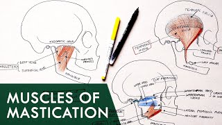 Muscles of Mastication  Anatomy Tutorial [upl. by Dorette]