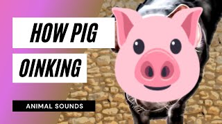 Pig Oinking  Sound Effect  Animation  mp3 [upl. by Gannes709]