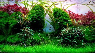 Complete Aquascaping Beginners Guide  Learn ALL The Basics [upl. by Nirok458]