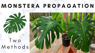 Monstera Propagation Soil and Water Propagation [upl. by Eicram]