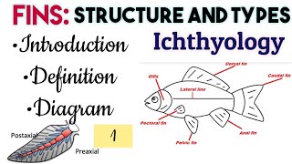 1FinsStructure and TypesOrigin and Evolution of Paired FinsIntroDefinitionDiagram Ichthyology [upl. by Casanova377]