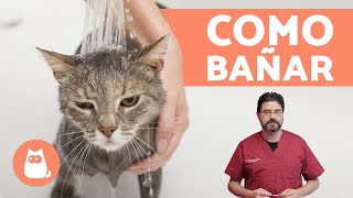 ¿Cómo bañar a un gato cachorro  ¡CONSEJOS VETERINARIOS [upl. by Moshe]