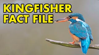 Kingfisher Fact File British Wildlife Facts [upl. by Genna]