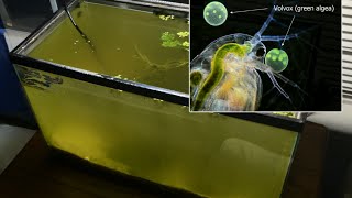 Raising Daphnia for the Freshwater Aquarium [upl. by Ayik]