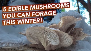 5 Edible Mushrooms You Can Forage This Winter [upl. by Nerrak]