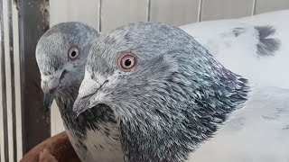 High flying pigeons  best kobutor in Bangladesh  giribaj kobutor 2018 [upl. by Jordain860]