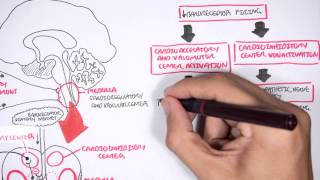 Compensatory Mechanisms of Medical Shock [upl. by Pry]