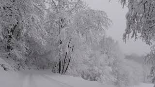 Relaxing Snowfall 2 Hours  Sound of Light Wind Breeze and Falling Snow in Forest Part 2 [upl. by Azaleah]