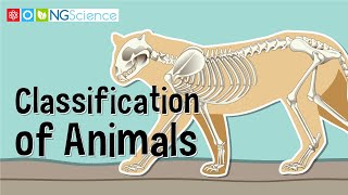 Classification of Animals [upl. by Yenahteb832]